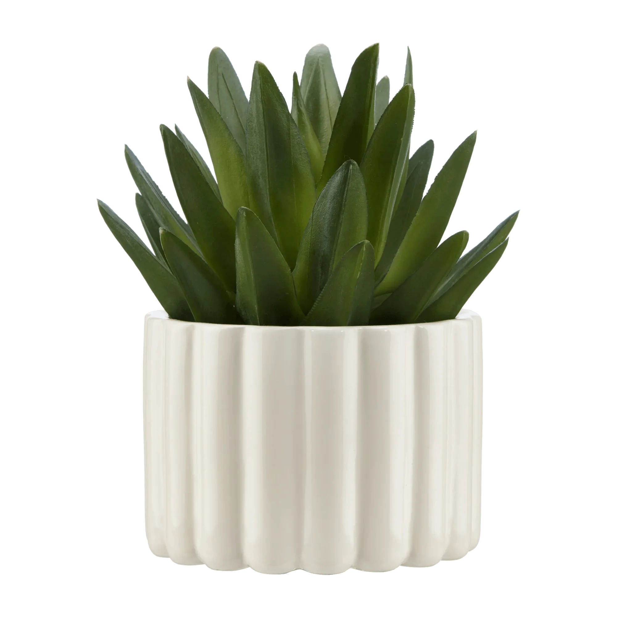 Agave in Pot