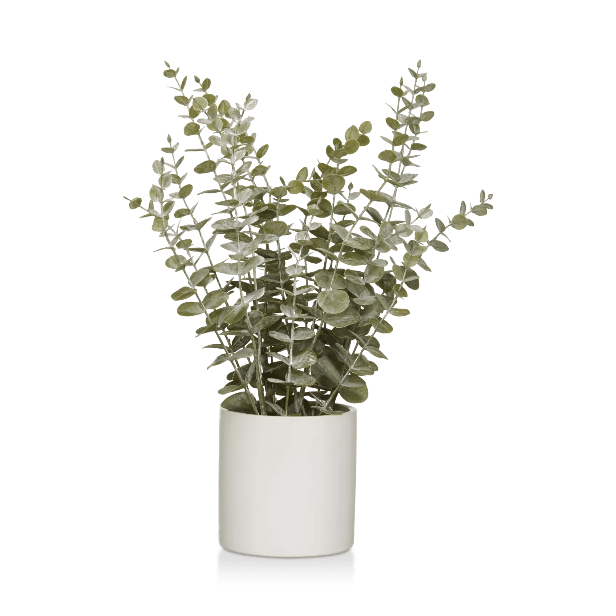 Eucalyptus in Ceramic Pot