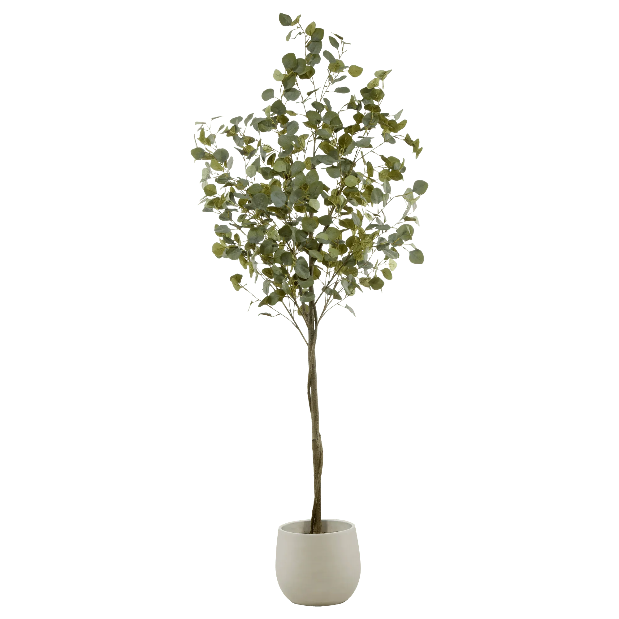 Eucalyptus Tree