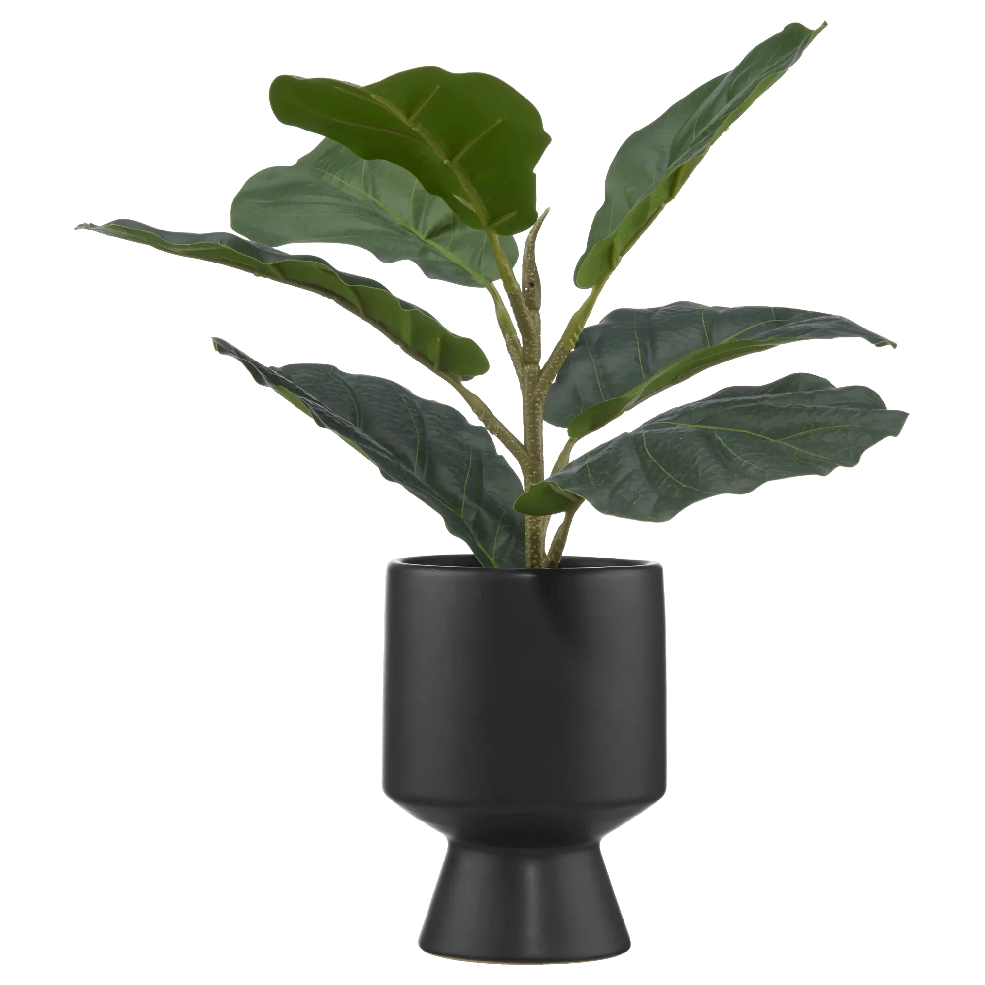 Ficus in black ceramic pot