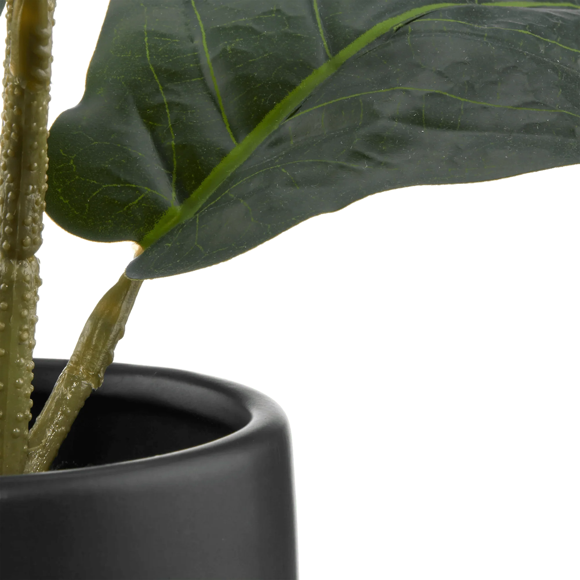 Ficus in black ceramic pot - Image 2