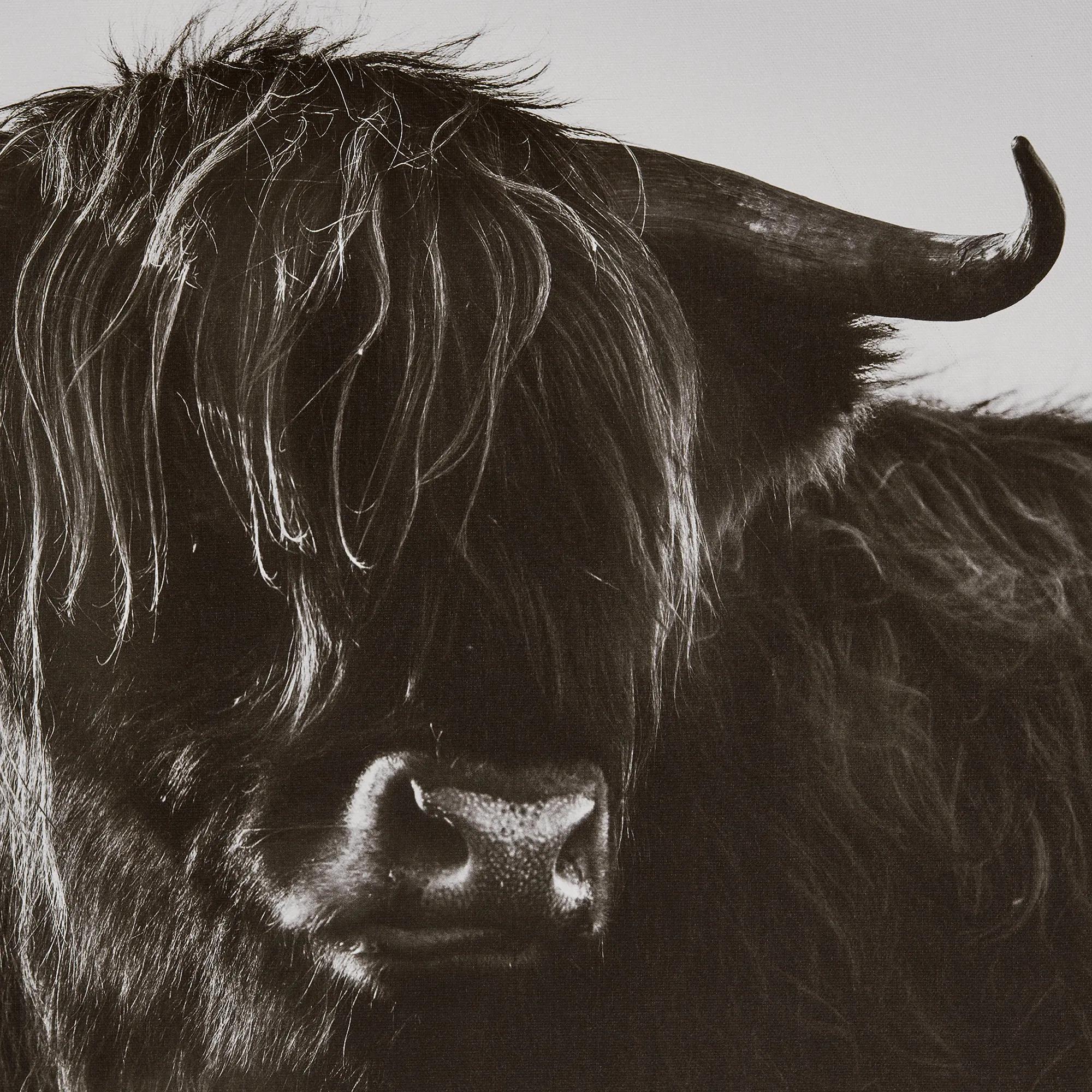 Highland Cow in Grass Framed Art - Image 3