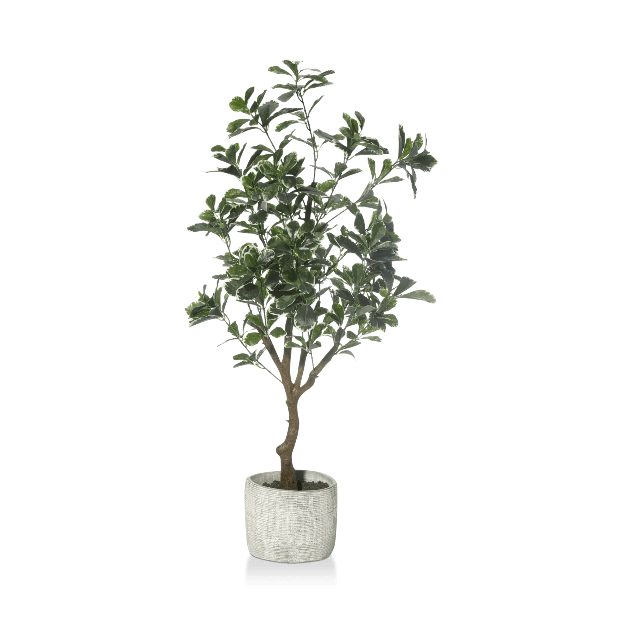 Large Artificial Aralia Tree