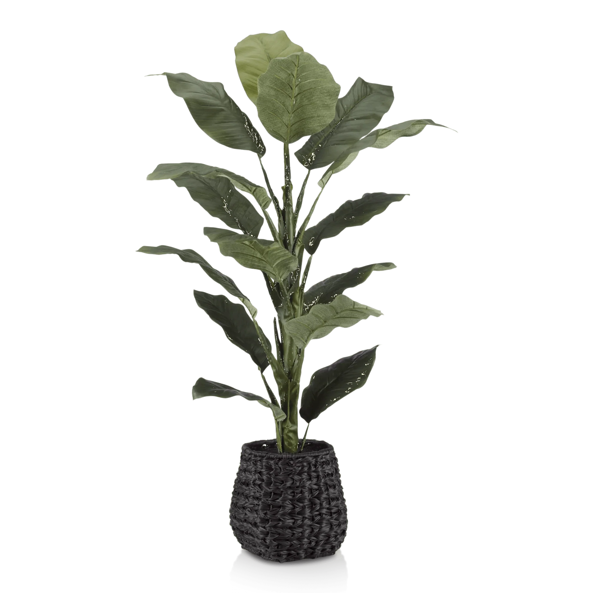 Large  Ficus in Black Rattan Pot