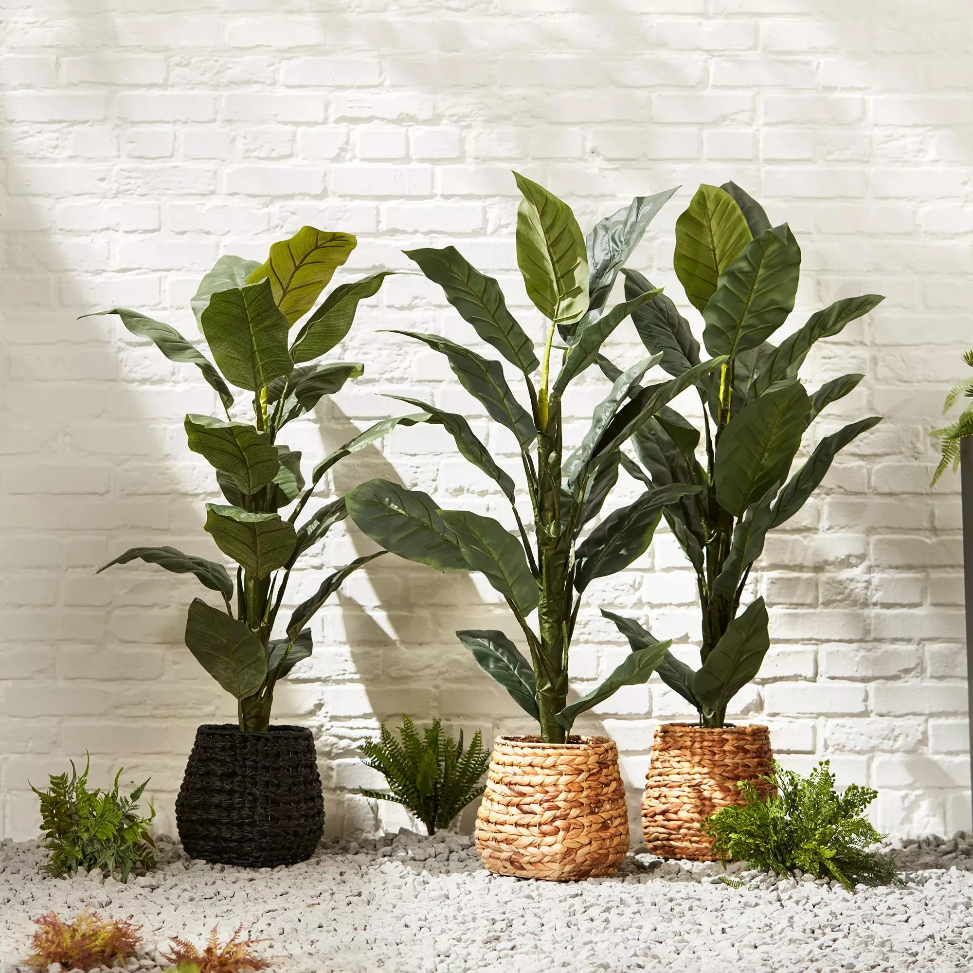 Large  Ficus in Black Rattan Pot - Image 5