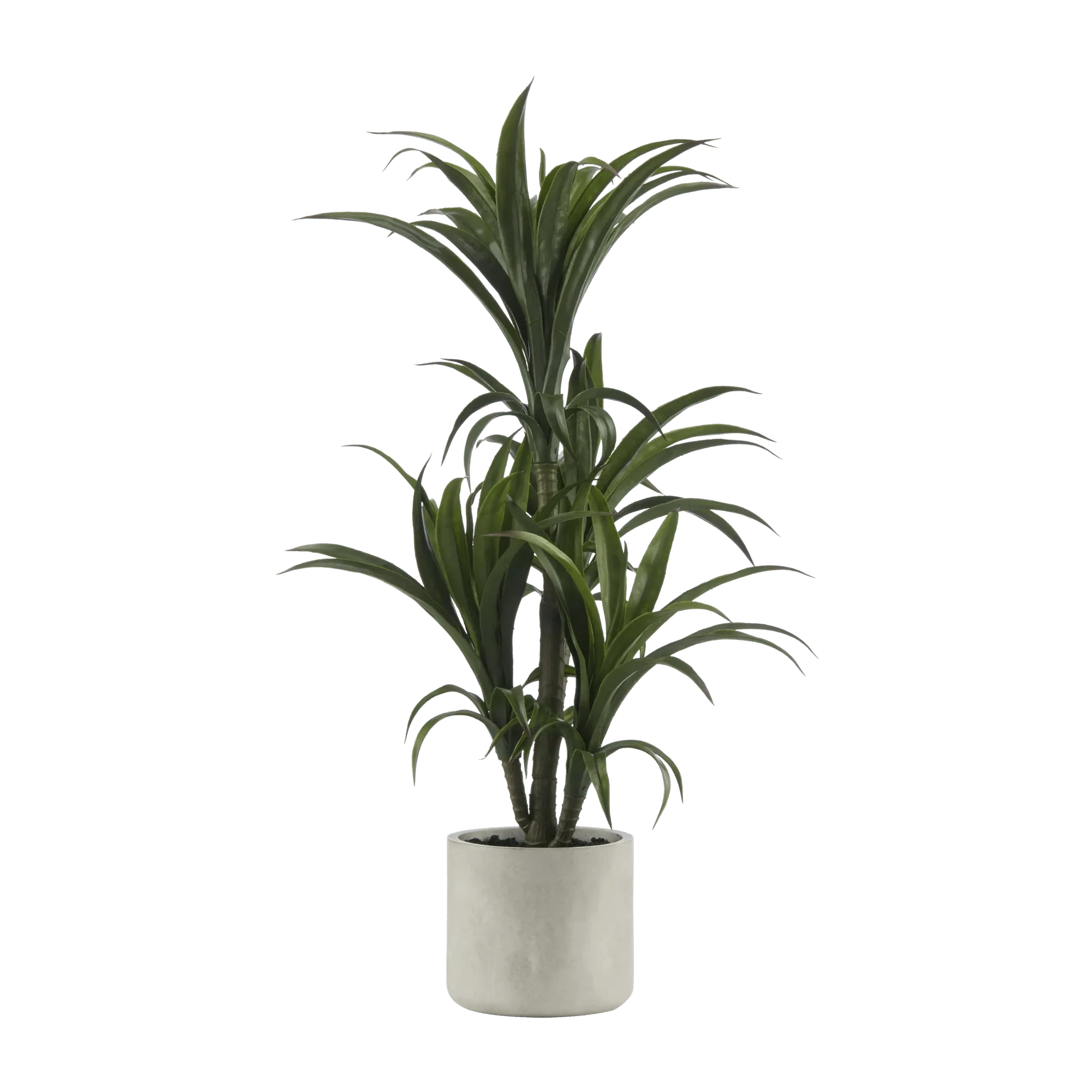Marginata Plant in Resin Pot