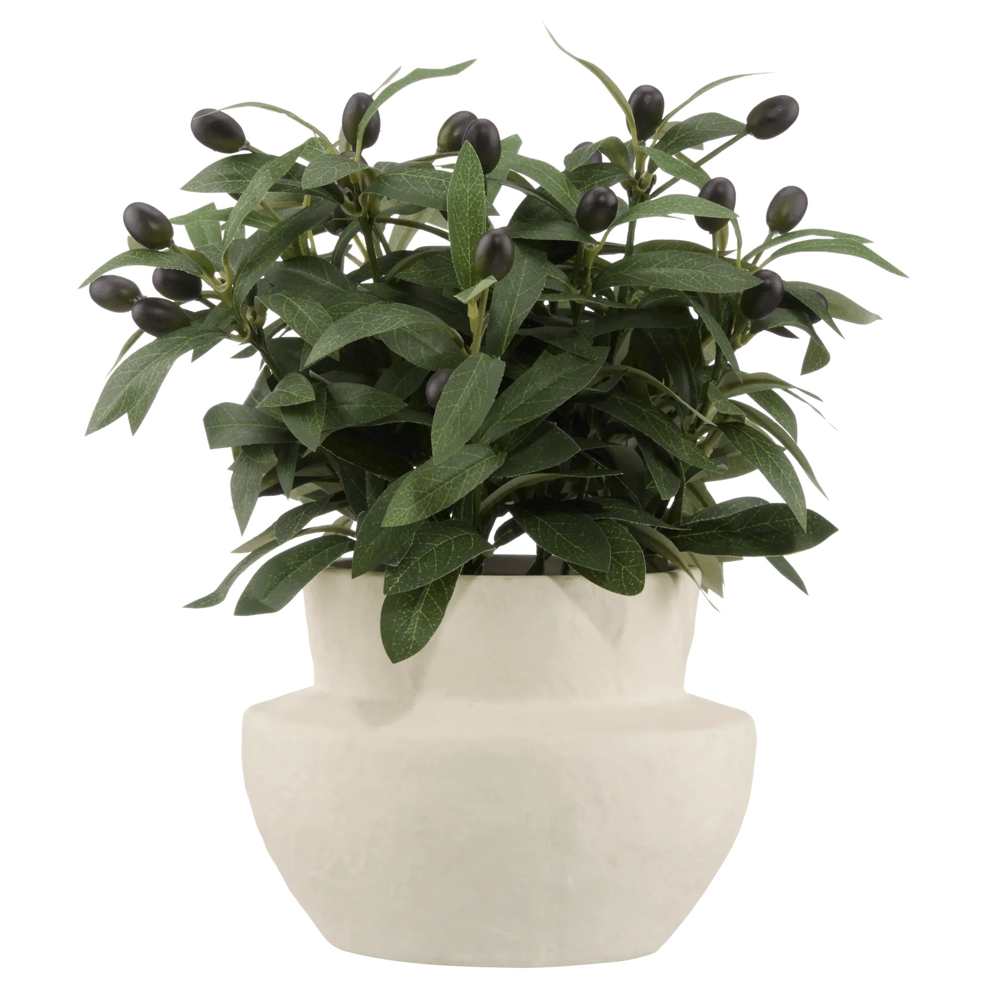 Olive Plant in Ceramic Pot