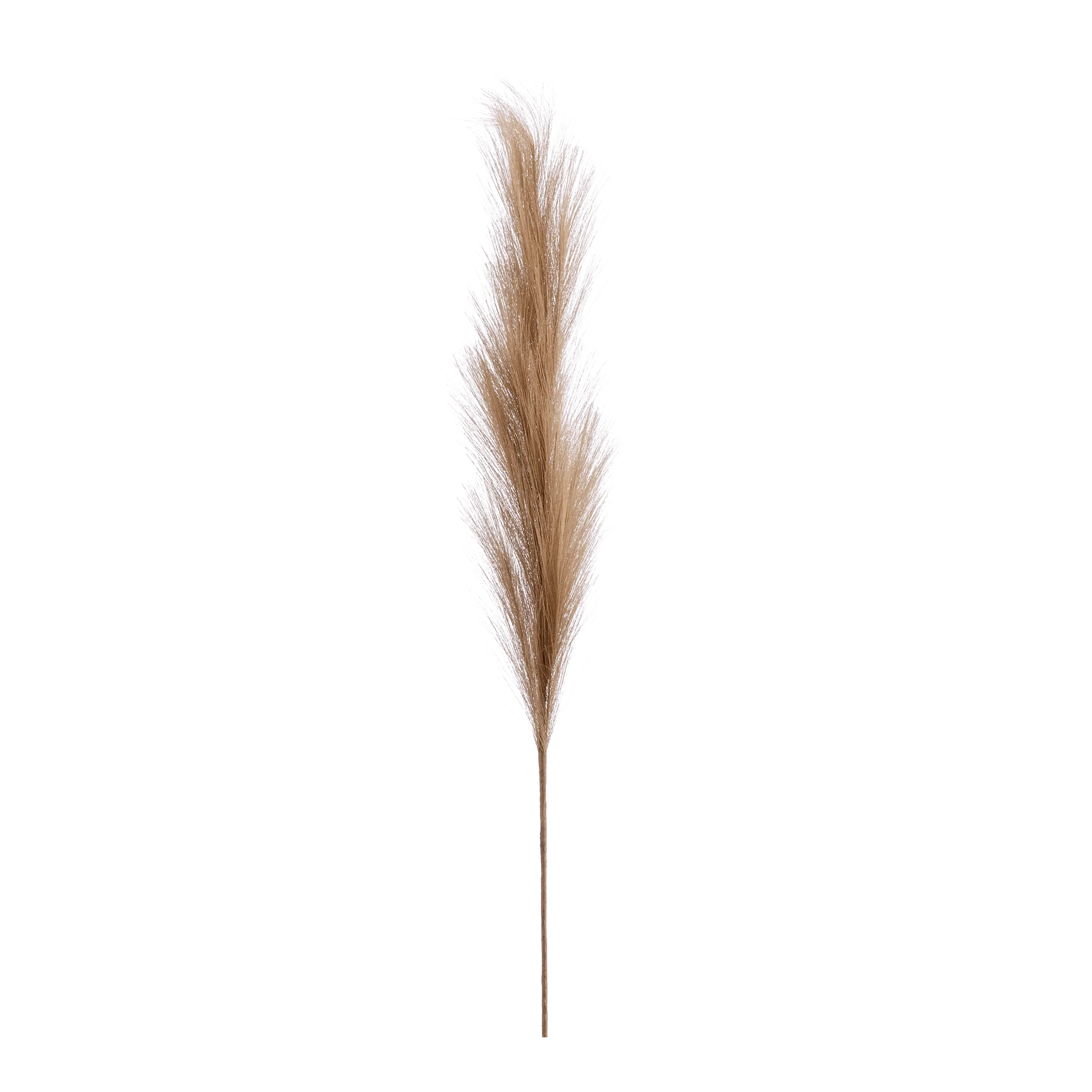 Pampas Stem