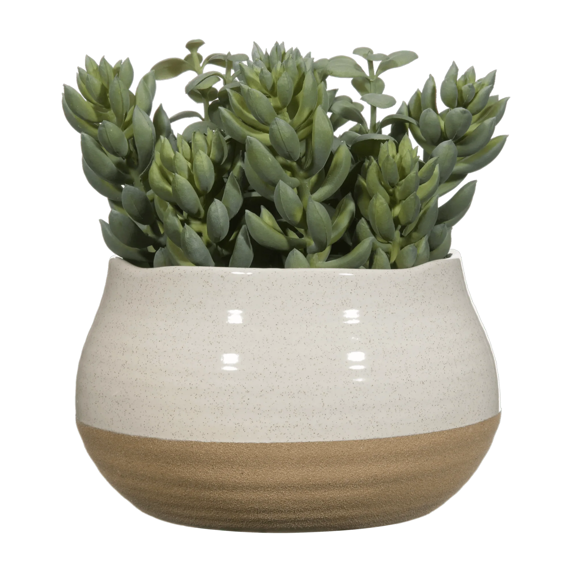 Succulant in Two Tone Pot