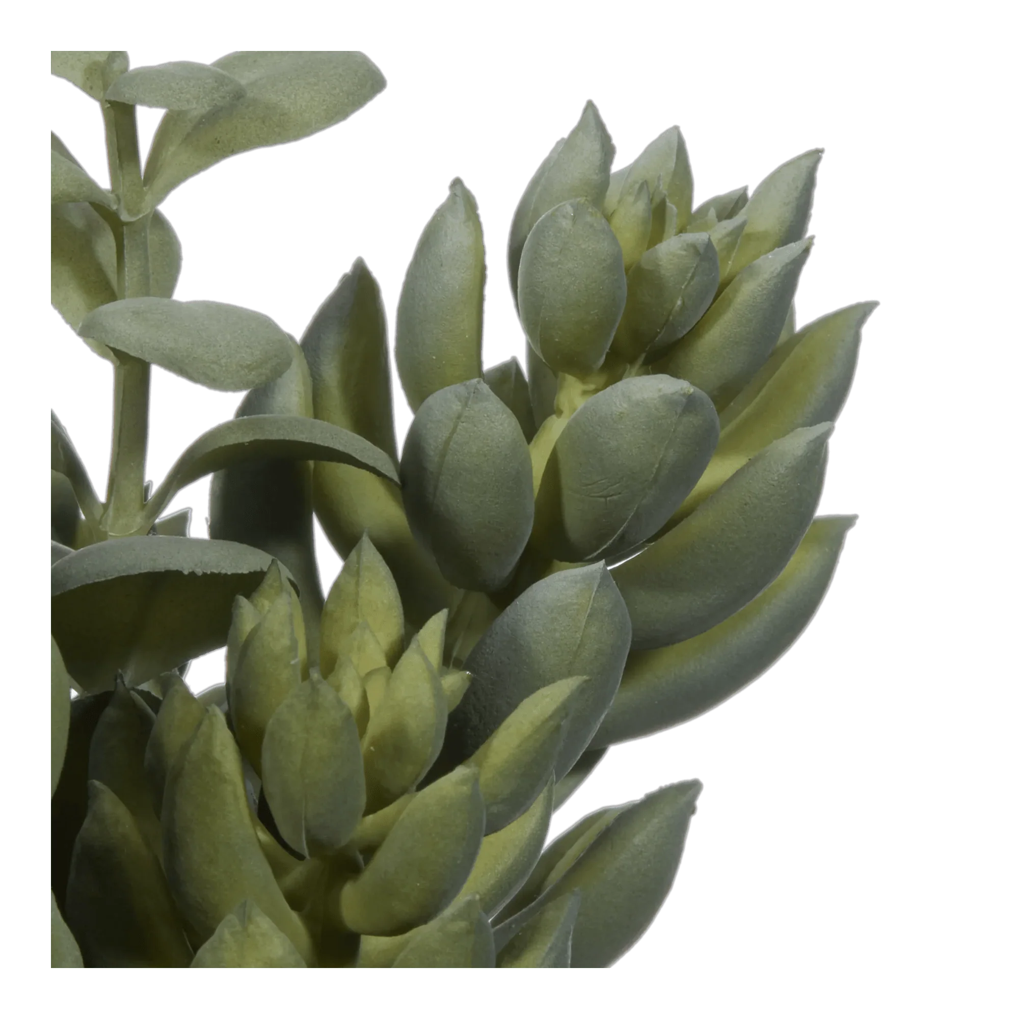 Succulant in Two Tone Pot - Image 2