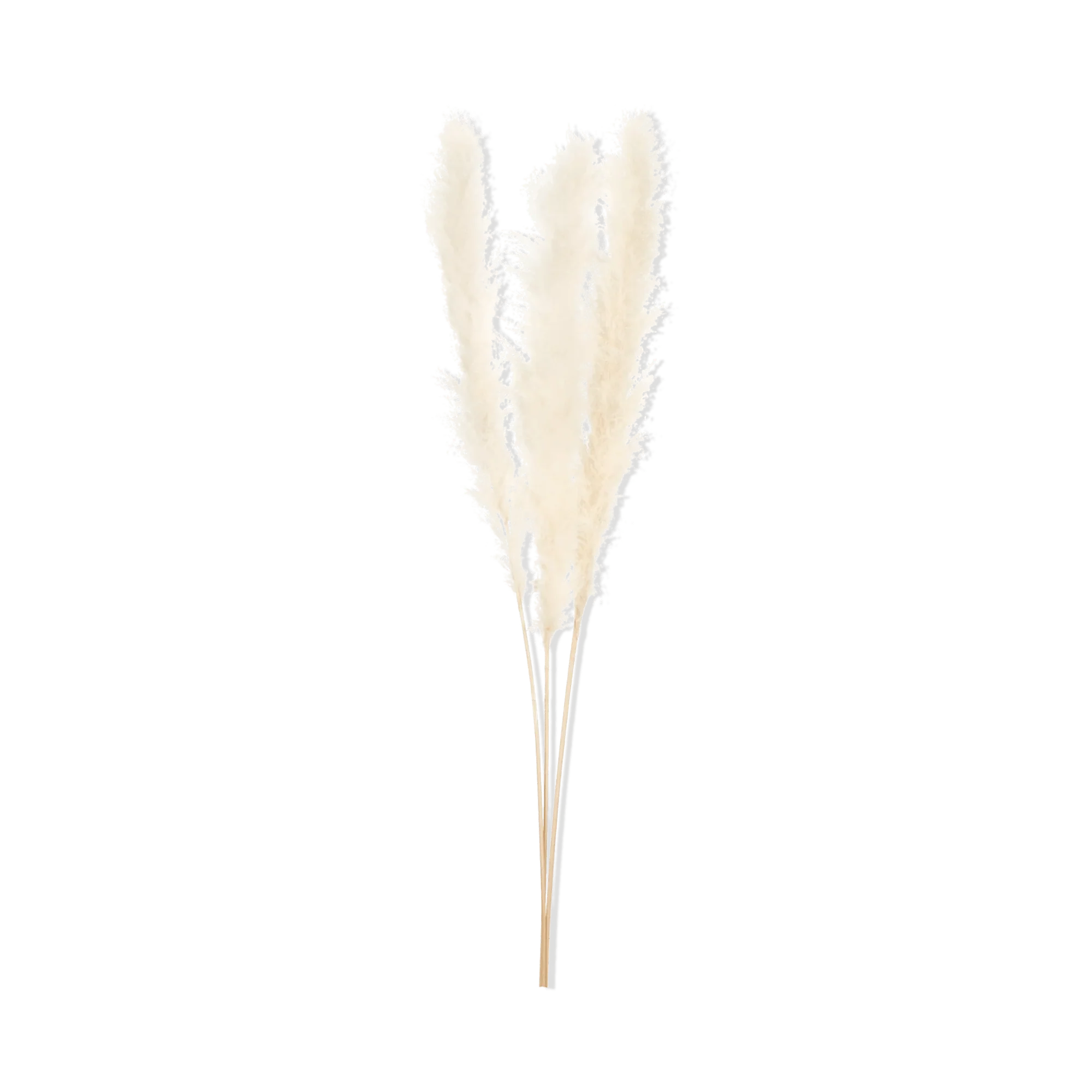 Tall Pampas Stem 150 cm