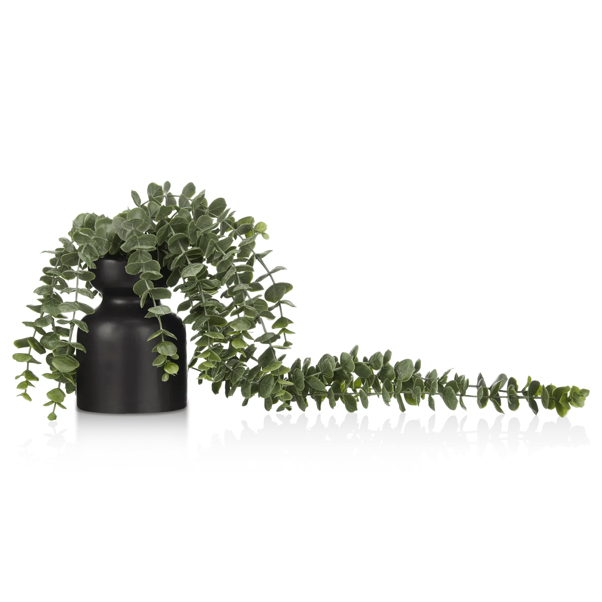 Waterfall Eucalyptus in Black Pot