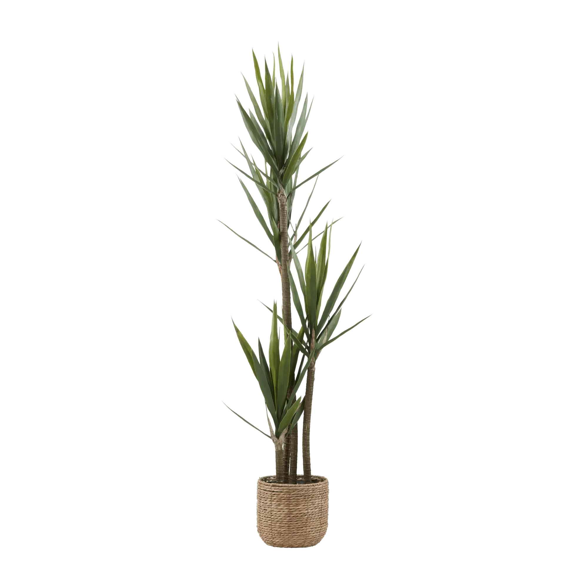 Yucca in Pot